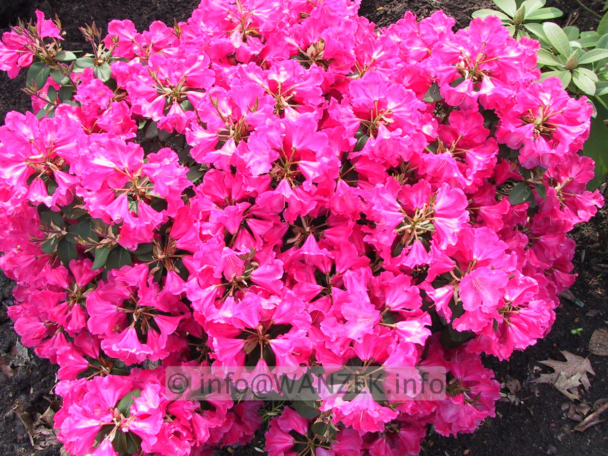 Rhododendron williamsianum Gartendirektor Glocker 02.JPG